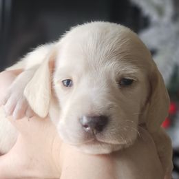 Light green collar - Cream male Dachshund puppy in Pasco, Washington from Loyal Lil Dachshunds