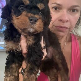 Red - Phantom female Bernedoodle puppy in Southampton, Pennsylvania from Pumpkin Patch Doodles
