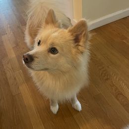 AJ - Pomsky