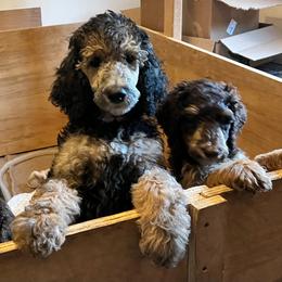 Meryl Streep - Phantom female Poodle puppy in Mount Gilead, Ohio from Cats Creek Standard Poodles