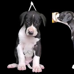 Prince Harry - Mantle male Great Dane puppy in Brookings, South Dakota from Debonair Danes