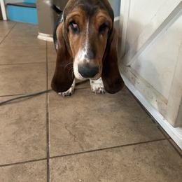 Scarlet - Basset Hound