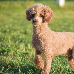 Cavalier King Charles Spaniels and Cavapoos from Stoltzfus Family Puppies