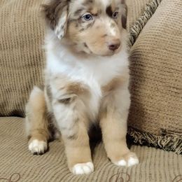 Australian Shepherds from Brangus Ranch