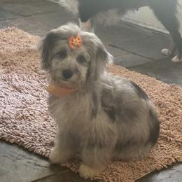 Sally - Miniature Australian Shepherd