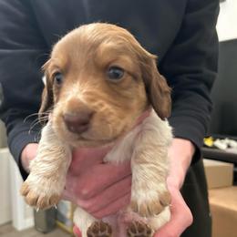 Mikey - Piebald male Dachshund puppy in Dorchester, Texas from Texas Mini Dachs