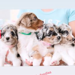 Aussiedoodle, Bernedoodle, Goldendoodle, and Poodle Puppies from Teddy Doodles & Standard Poodles