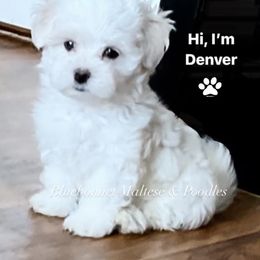 Maltese Puppies from Best Maltese & Toy Poodles