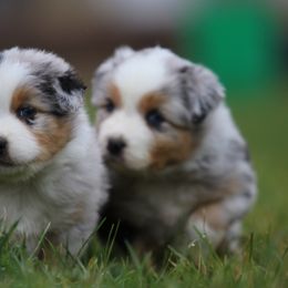 Australian Shepherd puppies from 10-BAR-Y RANCH