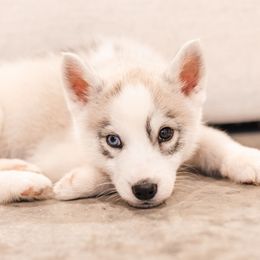 Mercedes - Gray and white female Siberian Husky puppy in Front Royal, Virginia from North River Siberians
