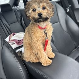 Maltipoo, Yorkipoo, and Yorkshire Terrier All Grown Up from Mandy's Poodle's