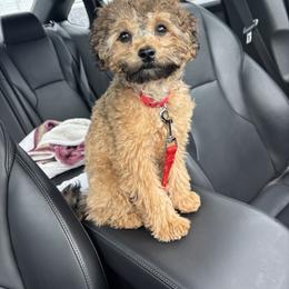 Maltipoo, Yorkipoo, and Yorkshire Terrier All Grown Up from Mandy's Poodle's