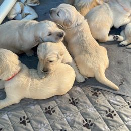 Golden Retriever Puppies from PSI LOVE YOU Goldens