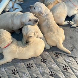 Golden Retriever Puppies from PSI LOVE YOU Goldens