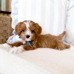 Egg- navy collar boy - Apricot male Cavapoo puppy in Melbourne, Florida from Space Coast Doodle Co.