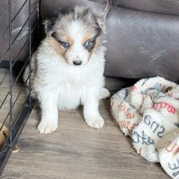 Bean - Blue merle female Border Collie puppy in Guffey, Colorado from Sunset Ridge
