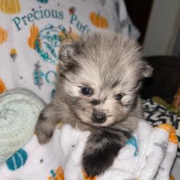 Oakley - Blue merle female Pomeranian puppy in Zavalla, Texas from Precious Puff Poms