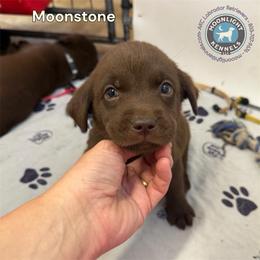 Moonstone - Chocolate male Labrador Retriever puppy in Elloree, South Carolina from Moonlight Kennels LLC