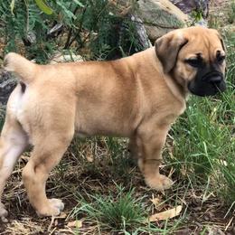 Charlie - Brown female Boerboel puppy in Pearce, Arizona from Desert Stronghold Boerboels