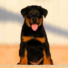 Andromeda - 5350 - Black and rust female Beauceron puppy in Rockwall, Texas from Elitehaus