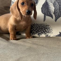 Red Girl 2000 - Red female Dachshund puppy in Barbourville, Kentucky from The Bossy Doxie Farm