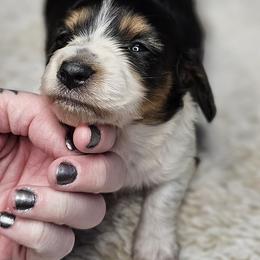 Black and tan piebald boy - Piebald male Dachshund puppy in Lyle, Washington from Wines Wienery