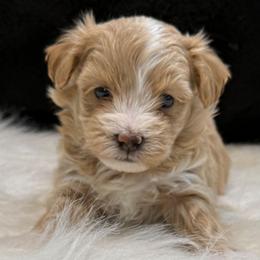 Justus - Apricot male Maltipoo puppy in Lebanon, Kentucky from Mosaic Merle Doodles