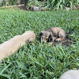 Dachshund Puppies from Honey Creek Dachshunds