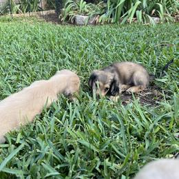 Dachshund Puppies from Honey Creek Dachshunds