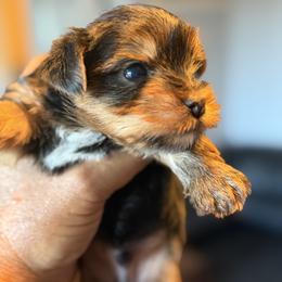 Kona - Black and gold male Yorkshire Terrier puppy in Escondido, California from Yorkies of Escondido