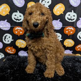 Gema - Red  female Goldendoodle puppy in Yale, Michigan from Angie's Goldendoodles/Angies doodles LLC