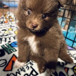 Pomeranian Puppies from Lucky Poms