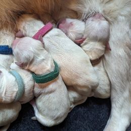 Golden Retriever Puppies from Heckmans English Cream Golden Retrievers