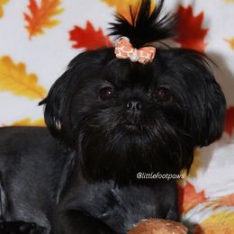 Poppy - Black and white Shih Tzu puppy in Texas from Little Foot Paws 🐾