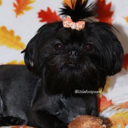 Poppy - Black and white Shih Tzu puppy in Texas from Little Foot Paws 🐾