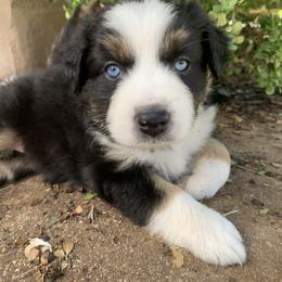 Miniature Australian Shepherd Puppies from Firefly River Mini Aussies