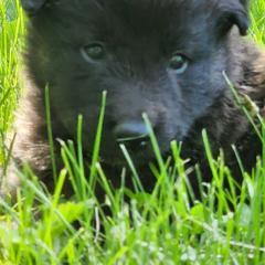 Belgian Tervuren Puppies from Kismet Belgian Tervuren's  owner Angela Ernst