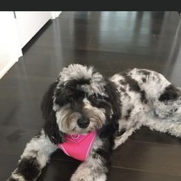 Aussiedoodle Puppies from Johnson’s Highland Pride Aussiedoodles