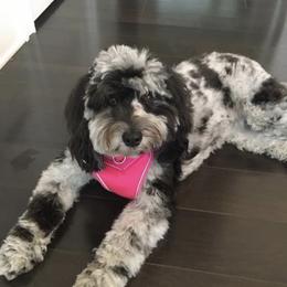 Aussiedoodle Puppies from Johnson’s Highland Pride Aussiedoodles
