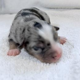 Miniature Australian Shepherd Puppies from Aussie Gems