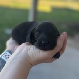 Lisa - Black female Dachshund puppy in Troup, Texas from East Texas Dachshunds