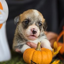 Yoga - Red male Pembroke Welsh Corgi puppy in Pollock, Missouri from Northstar