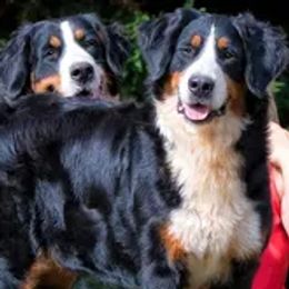 Jules - Bernese Mountain Dog