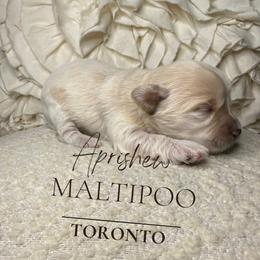 Toronto - White male Maltipoo puppy in Weatherford, Texas from Aprishew Maltipoo