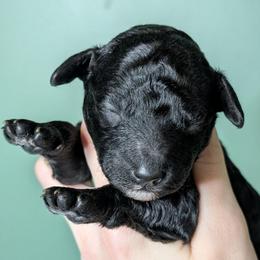 Izumi - Blue female Poodle puppy in Salem Township, Maine from Moirae Poodles