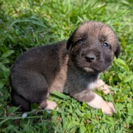 Girl-1 - Brown female Anatolian Pyrenees puppy in Marysville, Ohio from Brotherton Family Farms