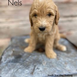 Nels - Goldendoodle puppy in Lancaster, Minnesota from North Star Dog Training