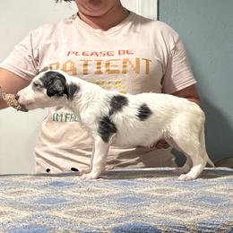Girl 3 - Sable female Borzoi puppy in Marysville, California from Justart Borzoi