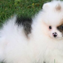 Pomeranians from Perennial Poms