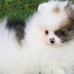 Pomeranians from Perennial Poms